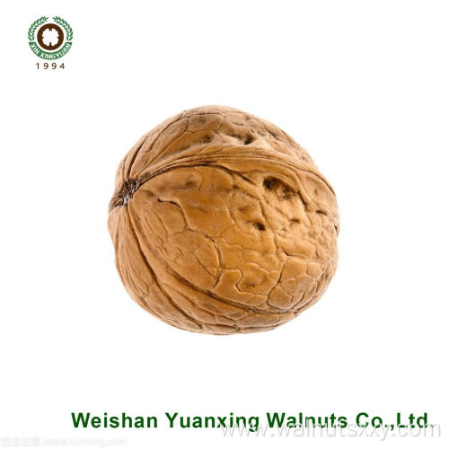 Wholesale Chinese Walnut Kernels Light Pieces(LP)